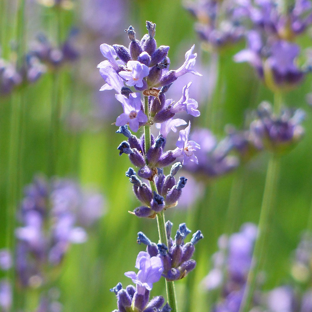 Lavendel Angustifolia - Biohof Wunsum – Lavendel Kitzeck